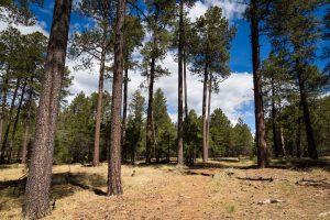Tall Ponderosa Pine Trees