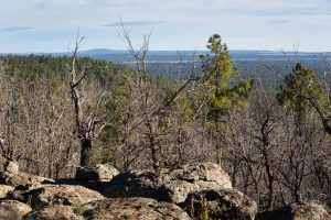 Pine Forest Overlook