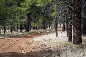 Dirt Road in Pine Forest
