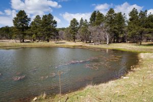 Stock Pond in Meadow Below Trees