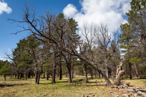 Oak and Pine Trees