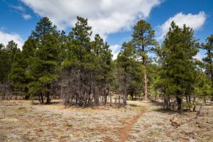 Arizona Trail Winding Into Trees