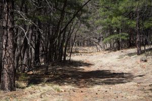 Arizona Trail Winding Through Forest