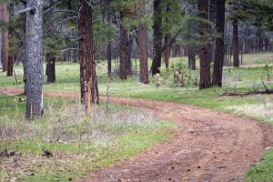 Arizona Trail in Pine Forest