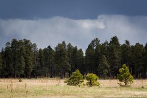 Stormy Weather over Trees in Meadow