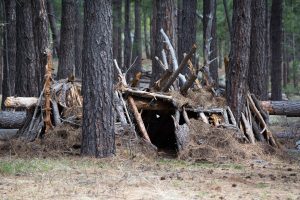 Natural Shelter in Forest