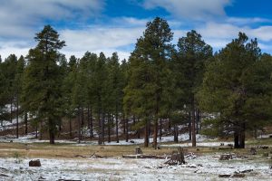Snow Covering Meadow Below Forest