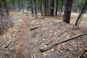 Old Railroad Bed and Arizona Trail