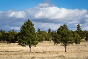 Two Small Pines Growing in Meadow
