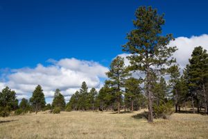 Ponderosa Pine Trees