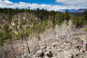 Bare Aspens Above Walnut Canyon