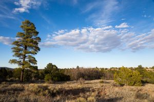 Desert Beyond Flagstaff