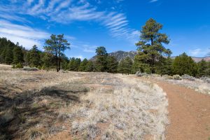 Arizona Trail in Pine Forest