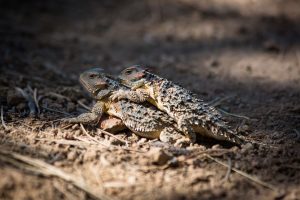 Mating Horned Lizards