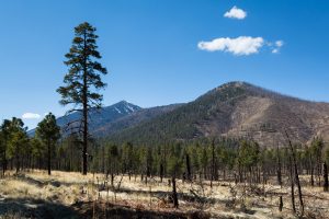 Edge of Forest Fire Burn Below Peaks