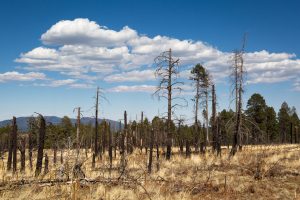 Burned Trees Near Flagstaff