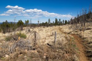 Arizona Trail in Fire Burn