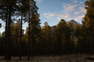 Peak Above Pine Tree Forest