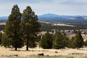 Forest Thinning Above Forested Landscape