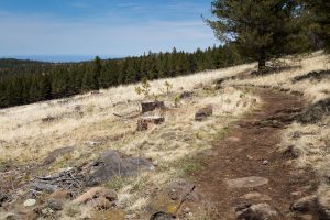 Forest Thinning Along Arizona Trail