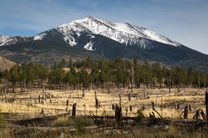 Snowy Peaks Rising Above Forest Fire Burn