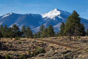 Thinning Forest Below Mountains