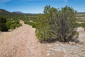 Juniper Trees Along Dirt Road