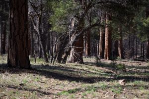 Arizona Trail in Pine Forest