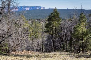 Grand Canyon Above Coconino Rim