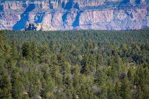 Grand Canyon from Coconino Rim