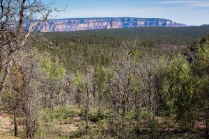 Grand Canyon Above South Rim Forest