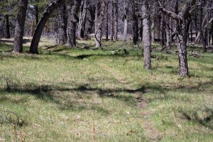 Arizona Trail in Oak Trees