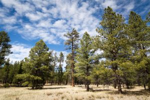 Pine Tree Forest
