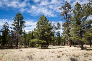 Arizona Trail Bending Into Pine Forest