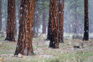 Snow Storm in Pine Forest