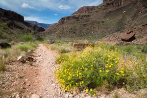 Wildflowers in Grand Canyon