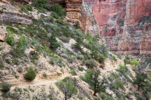 Trail in Muav Limestone Layer