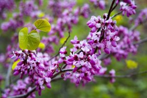 Western Redbud