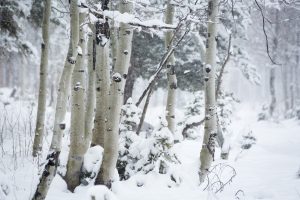 Aspen Grove in Snow Storm