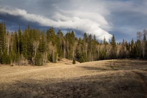Arizona Trail in Grassy Meadow