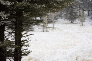 Spruce Trees over Arizona Trail
