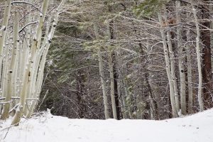 Snowy Aspens over Arizona Trail