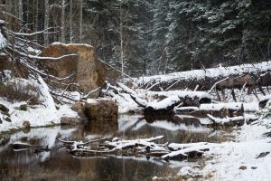 Snow Along Forest Creek