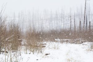 Snow Storm on Arizona Trail