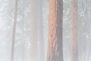 Pine Trees in Fog