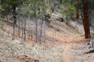 Hiking Trail in Pine Forest