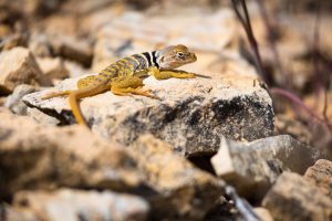 Collared Lizard on Rock