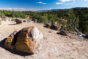 Petrified Wood