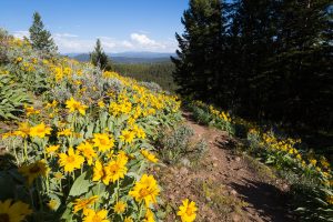 Wildflowers Along Trail