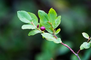 Wild Huckleberries